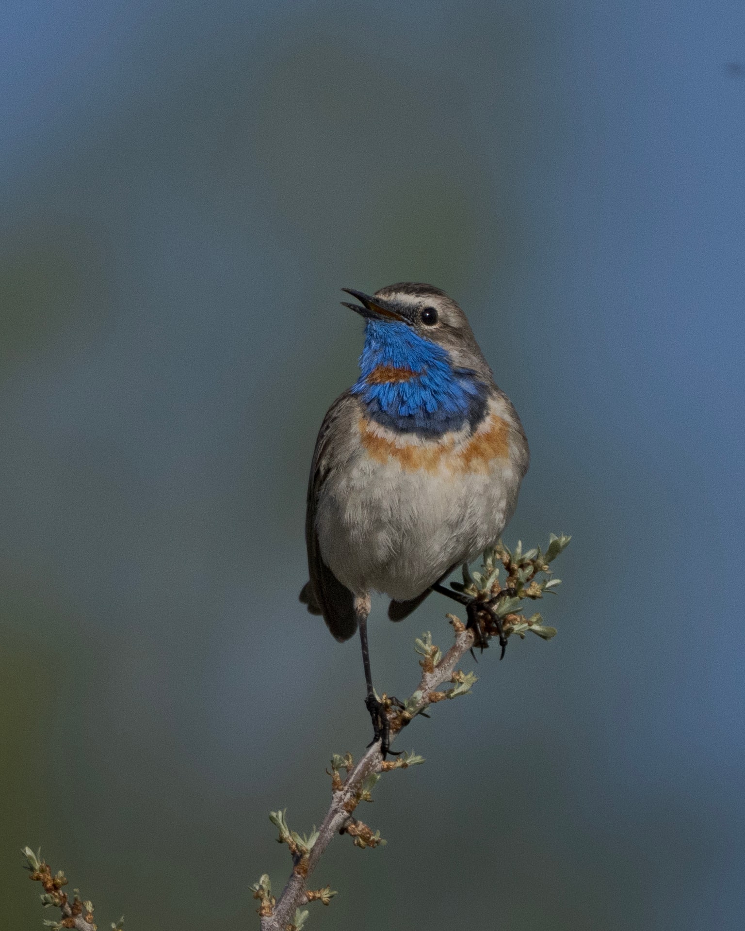 Bluethroat